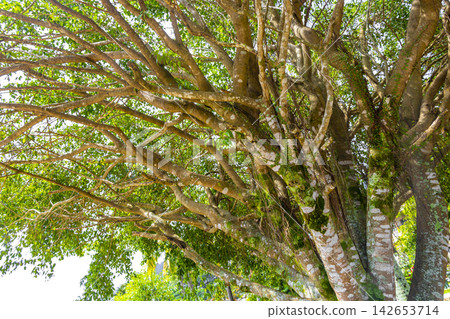 Green tropical tree leaves fruit and blue cloudy sky Brazil. Green tropical tree leaves fruit and blue cloudy sky Brazil. 142653714