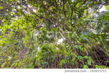 Ancient tropical ficus tree with aerial roots in jungle Brazil. Ancient tropical ficus tree with aerial roots in jungle Brazil. 142653715