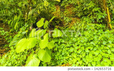 Tropical jungle rainforest naturel in mountains Angra dos Reis Brazil. 142653716