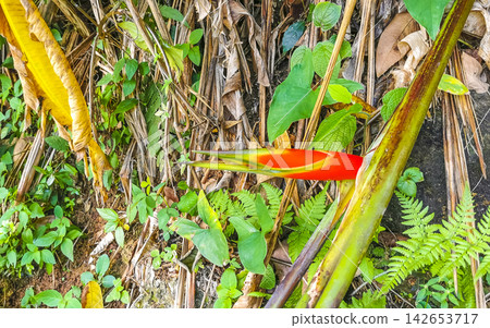 Tropical heliconia bird of paradise flower flowers red yellow Brazil. Tropical heliconia bird of paradise flower flowers red yellow Brazil. 142653717
