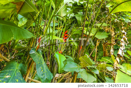 Tropical heliconia bird of paradise flower flowers red yellow Brazil. Tropical heliconia bird of paradise flower flowers red yellow Brazil. 142653718