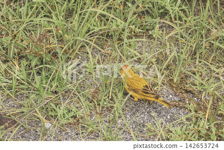 Yellow tropical small bird sitting in grass meadow in Brazil. 142653724
