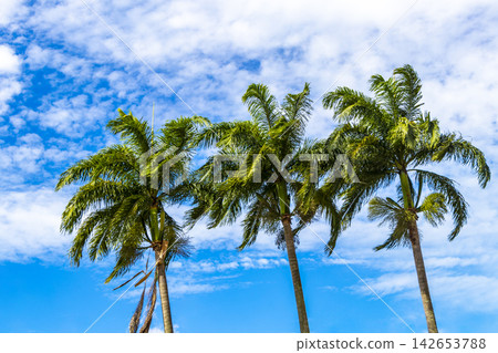 Tropical Palms Trees Palm Tree with Blue Cloudy Sky Brazil. Tropical Palms Trees Palm Tree with Blue Cloudy Sky Brazil. 142653788