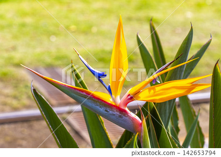 Bird of paradise flower Strelitzia reginae flowers blossom in Brazil. Bird of paradise flower Strelitzia reginae flowers blossom in Brazil. 142653794