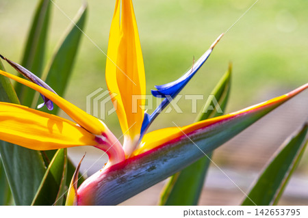 Bird of paradise flower Strelitzia reginae flowers blossom in Brazil. Bird of paradise flower Strelitzia reginae flowers blossom in Brazil. 142653795