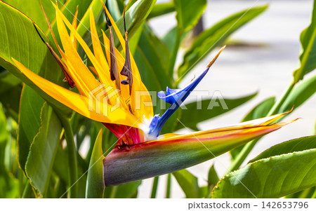 Bird of paradise flower Strelitzia reginae flowers blossom in Brazil. Bird of paradise flower Strelitzia reginae flowers blossom in Brazil. 142653796