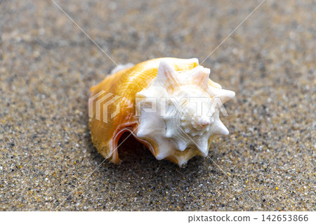 Shell on the sand at the beach and sea Brazil. Shell on the sand at the beach and sea Brazil. 142653866