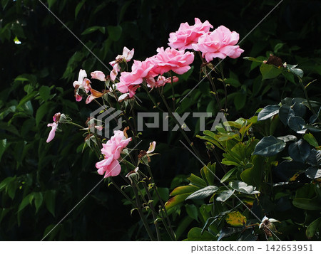 Pink roses in front of a corrugated iron shed (Queen Elizabeth in the shade) Pink roses in front of a corrugated iron shed (Queen Elizabeth in the shade) 142653951