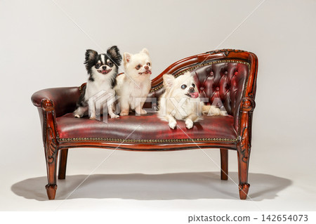 Three Chihuahuas sitting on an antique-style sofa. 142654073