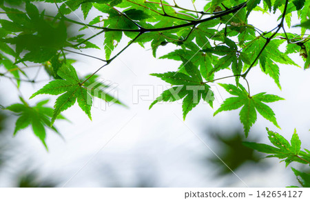 An image of green maple leaves swaying in the wind in the soft light of early autumn. An image of green maple leaves swaying in the wind in the soft light of early autumn. 142654127