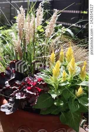 A mixed planting of celosia and mini pampas grass. A mixed planting of celosia and mini pampas grass. 142654327