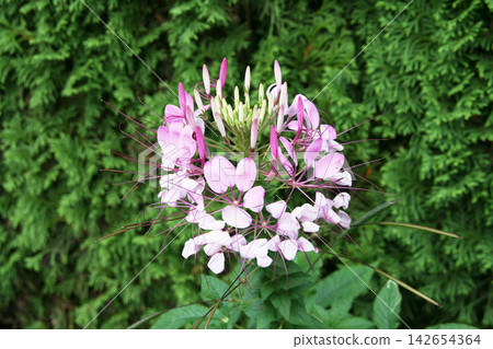 Cleome (European butterfly flower) blooming against a backdrop of dark green hedges. 142654364