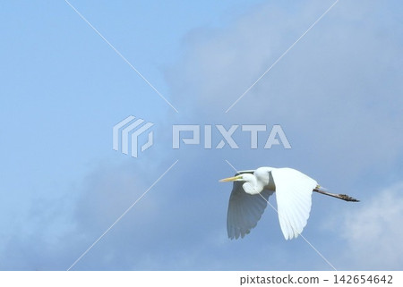 Heron in early spring - 3 142654642