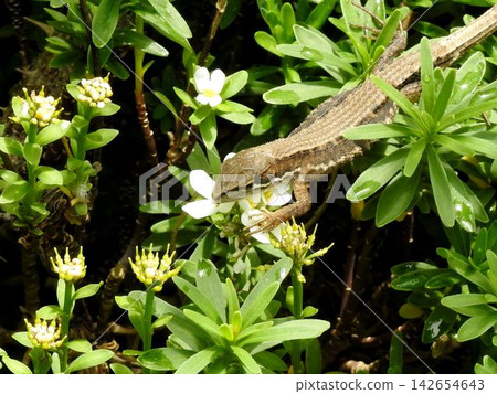 Japanese grass lizards have appeared again this year - 1 Japanese grass lizards have appeared again this year - 1 142654643