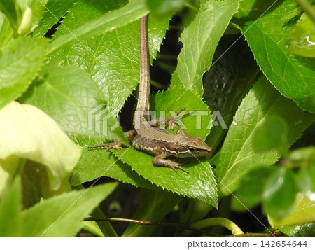 Japanese grass lizards have appeared again this year - 2 Japanese grass lizards have appeared again this year - 2 142654644