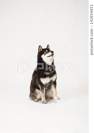 白色背景上的黑色柴犬肖像照。 白色背景上的黑色柴犬肖像照。 142654851