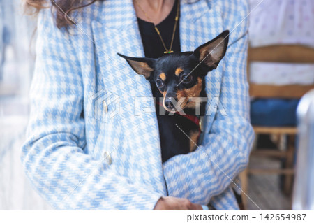 Dog friendly cafe, small black dog sitting in a restaurant with the female owner, pet friendly place concept, cute pet dog sits on the owner laps on a restaurant terrace Dog friendly cafe, small black dog sitting in a restaurant with the female owner, pet friendly place concept, cute pet dog sits on the owner laps on a restaurant terrace 142654987