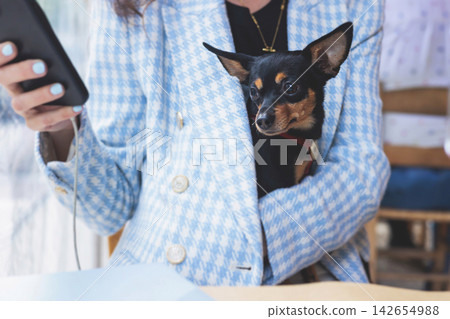 Dog friendly cafe, small black dog sitting in a restaurant with the female owner, pet friendly place concept, cute pet dog sits on the owner laps on a restaurant terrace 142654988
