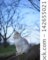 A stray cat in the park in autumn 142655021