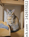 Cat playing at the cat tower 142655022