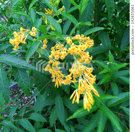 黃色管狀花和綠色葉子 黃色管狀花和綠色葉子 142655061