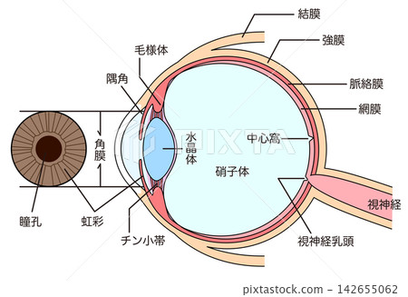 眼睛的結構;眼球橫切面。 眼睛的結構;眼球橫切面。 142655062