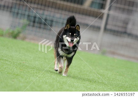 一隻黑色柴犬在草地上活潑地玩耍。 142655197