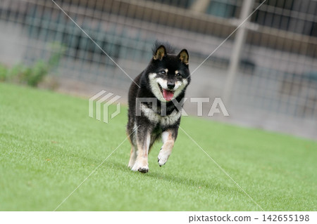 一隻黑色柴犬在草地上活潑地玩耍。 一隻黑色柴犬在草地上活潑地玩耍。 142655198