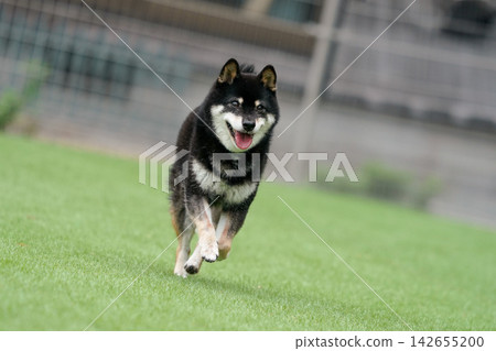 一隻黑色柴犬在草地上活潑地玩耍。 一隻黑色柴犬在草地上活潑地玩耍。 142655200