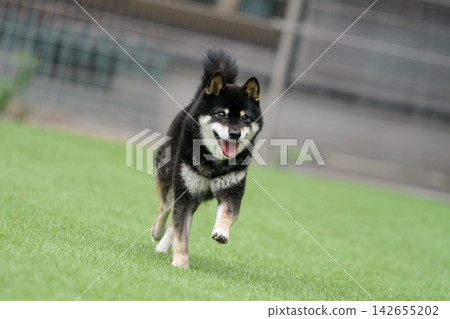 一隻黑色柴犬在草地上活潑地玩耍。 142655202