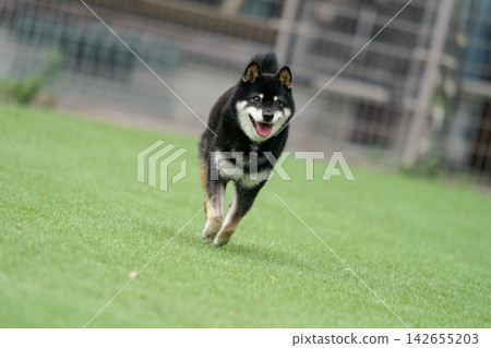 一隻黑色柴犬在草地上活潑地玩耍。 一隻黑色柴犬在草地上活潑地玩耍。 142655203
