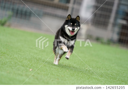 A black Shiba Inu playing energetically in a grassy dog run. A black Shiba Inu playing energetically in a grassy dog run. 142655205