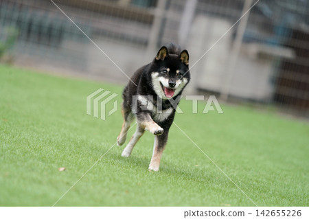 一隻黑色柴犬在草地上活潑地玩耍。 一隻黑色柴犬在草地上活潑地玩耍。 142655226