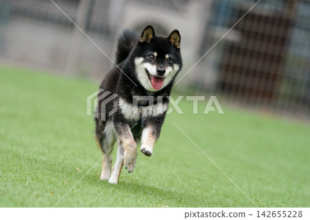 一隻黑色柴犬在草地上活潑地玩耍。 一隻黑色柴犬在草地上活潑地玩耍。 142655228