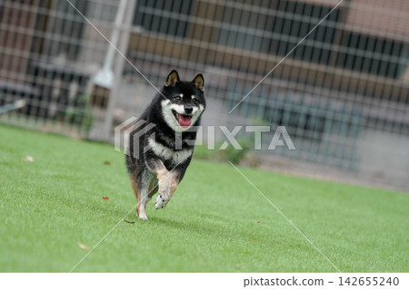 一隻黑色柴犬在草地上活潑地玩耍。 一隻黑色柴犬在草地上活潑地玩耍。 142655240