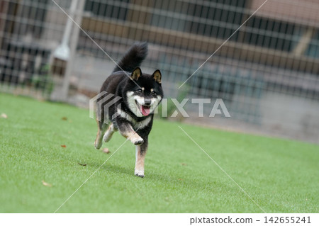 一隻黑色柴犬在草地上活潑地玩耍。 一隻黑色柴犬在草地上活潑地玩耍。 142655241