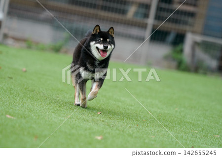 一隻黑色柴犬在草地上活潑地玩耍。 一隻黑色柴犬在草地上活潑地玩耍。 142655245