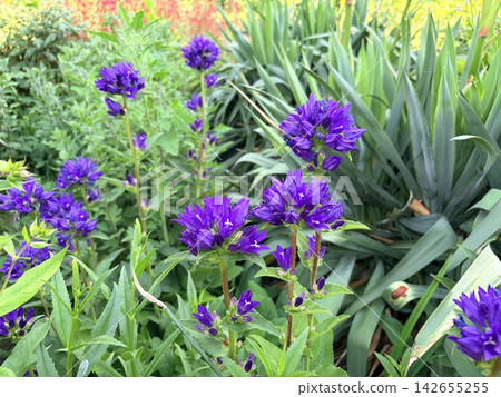Bright purple bells, gathered in clusters, bloom in a lush summer garden. Bright purple bells, gathered in clusters, bloom in a lush summer garden. 142655255