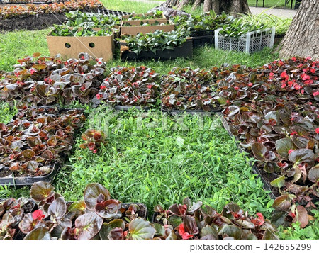 planting ornamental plants. A landscaping project, featuring numerous trays of bedding plants arranged on a grassy lawn planting ornamental plants. A landscaping project, featuring numerous trays of bedding plants arranged on a grassy lawn 142655299