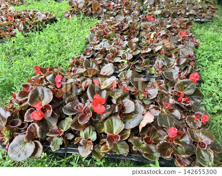 A landscaping project, featuring numerous trays of bedding plants arranged on a grassy lawn A landscaping project, featuring numerous trays of bedding plants arranged on a grassy lawn 142655300