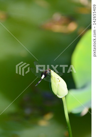 A dragonfly that stops at the lotus bud A dragonfly that stops at the lotus bud 142655409