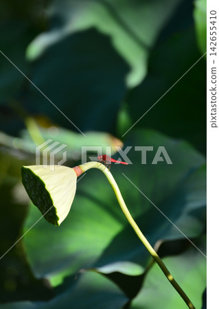 蜻蜓停在蓮花芽上 蜻蜓停在蓮花芽上 142655410