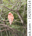 Memories hanging in the forest 142655414