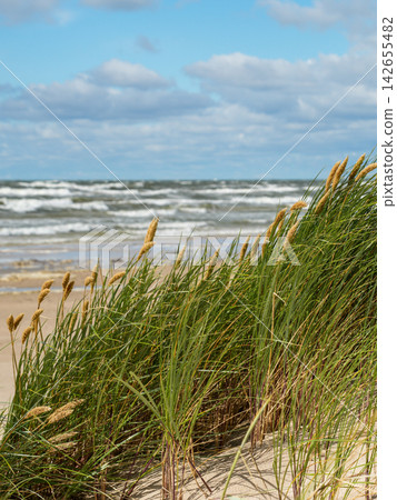 Windblown Dune Grass on Sandy Baltic Sea Beach with Rough Waves Under Blue Cloudy Sky in Summer Windblown Dune Grass on Sandy Baltic Sea Beach with Rough Waves Under Blue Cloudy Sky in Summer 142655482