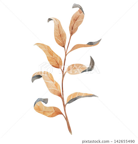 Watercolor botanical branch with warm ochre leaves and curled tips, isolated on white and suited to autumn stationery, invitations, packaging, editorial art, rustic decor, and nature inspired designs Watercolor botanical branch with warm ochre leaves and curled tips, isolated on white and suited to autumn stationery, invitations, packaging, editorial art, rustic decor, and nature inspired designs 142655490