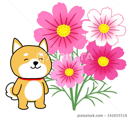 一隻柴犬在一朵粉紅色的波斯菊旁燦爛地笑著。 142655519