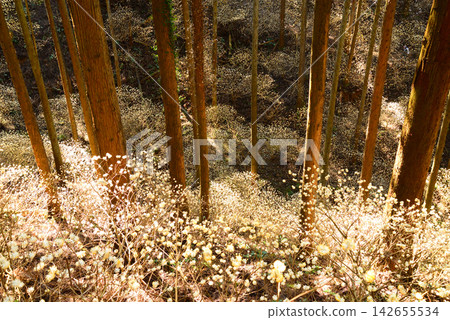 陽光透過栃木縣茂木町三俁杉樹林照射進來。 142655534