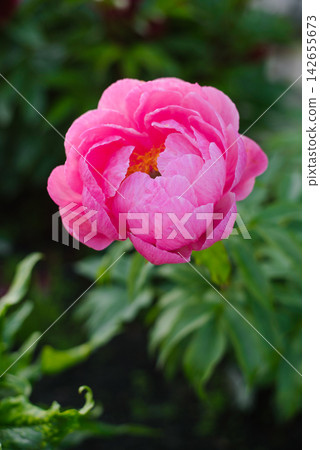 Opening Pink Cytherea Peony Flower with Yellow Stamens Inside Opening Pink Cytherea Peony Flower with Yellow Stamens Inside 142655673