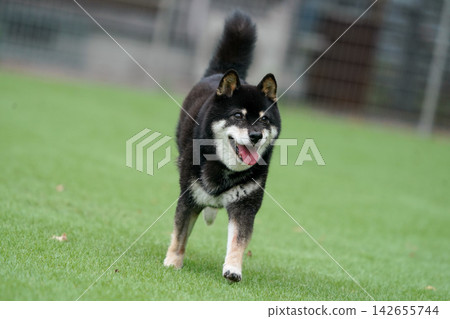 一隻黑色柴犬在草地上活潑地玩耍。 142655744