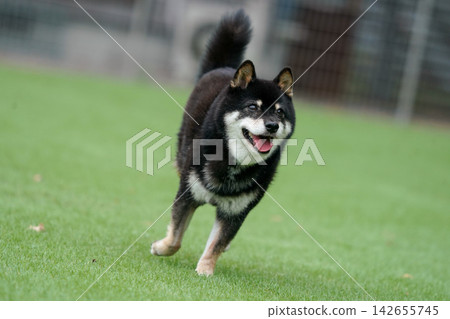 一隻黑色柴犬在草地上活潑地玩耍。 一隻黑色柴犬在草地上活潑地玩耍。 142655745